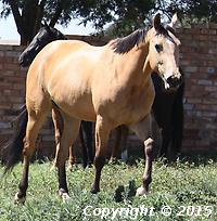 Caseys Dream Whispering Crystal Loading...